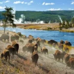 Yellowstone Bison Herd Lawsuit