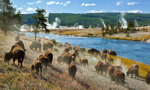 Yellowstone Bison Herd Lawsuit