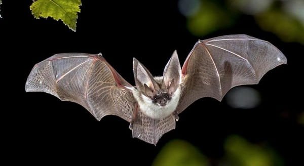 Is It Legal to Own a Bat?