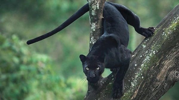 Black Panther