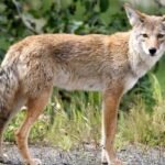 Coyote
