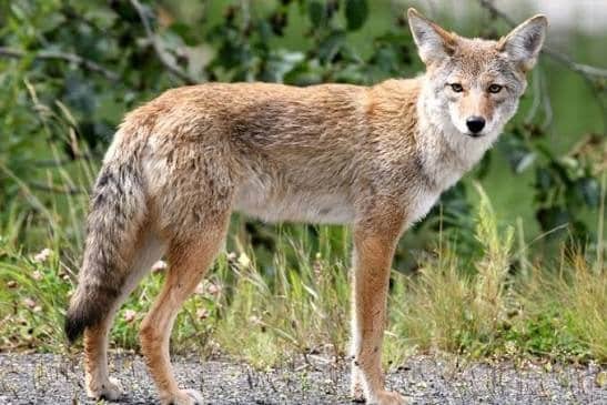 Coyote