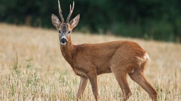 Deer
