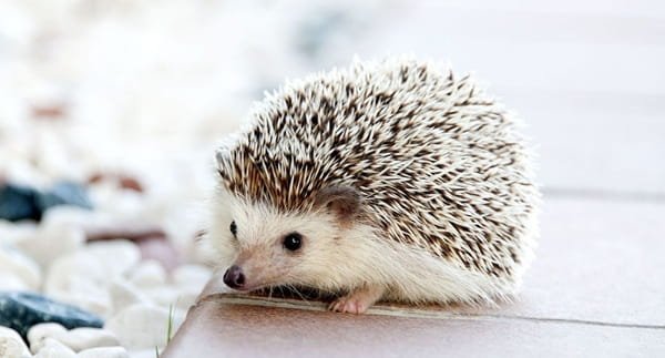 Hedgehog