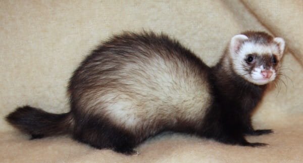 Is It Legal to Own a Ferret