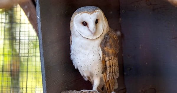 Is It Legal to Own an Owl