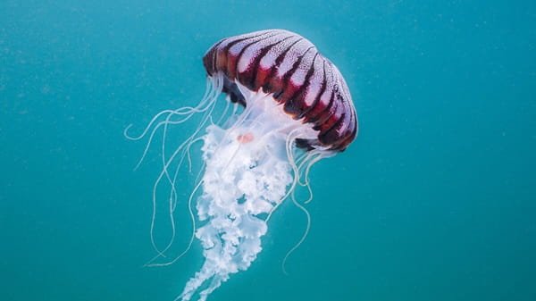 Jellyfish