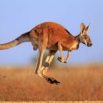 Kangaroo