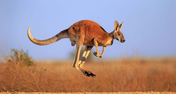 Kangaroo