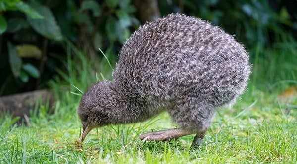 Kiwi Bird