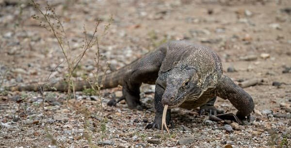Komodo Dragon
