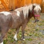 Newton Mini Horse Clover Lawsuit