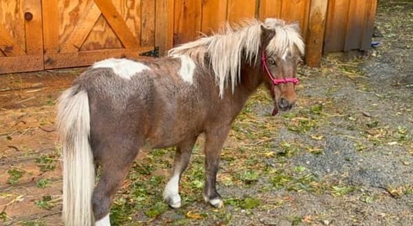 Newton Mini Horse Clover Lawsuit