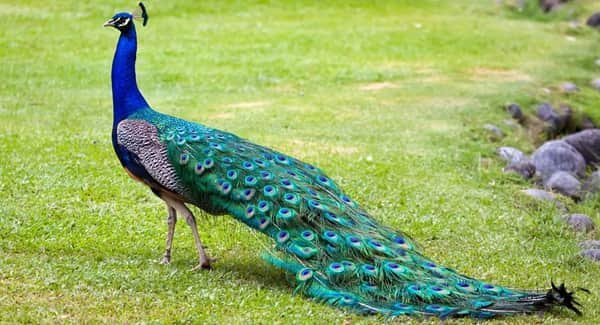 Peacock