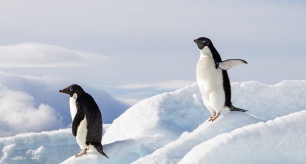 Penguin