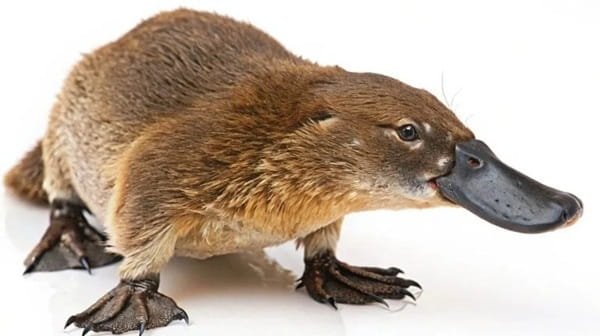 Platypus