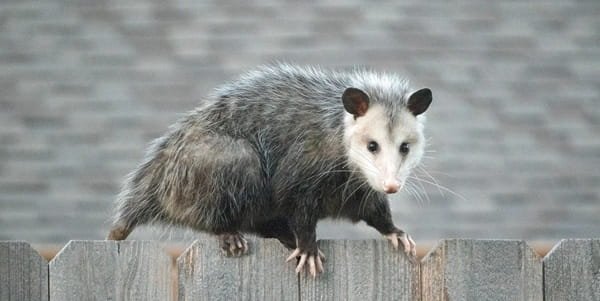 Possum