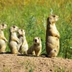 Prairie Dog
