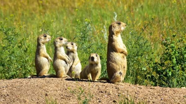 Prairie Dog