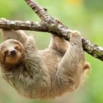 Sloth
