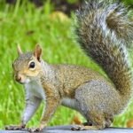 Squirrel