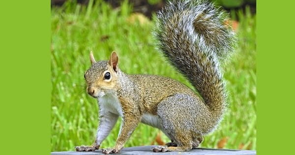 Squirrel
