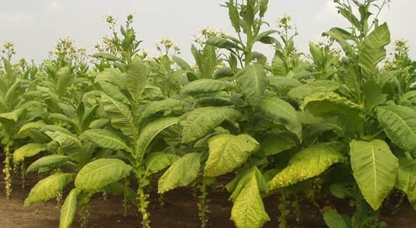 Is It Legal to Grow Your Own Tobacco?
