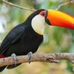 Toucan