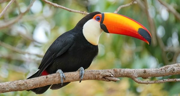 Toucan