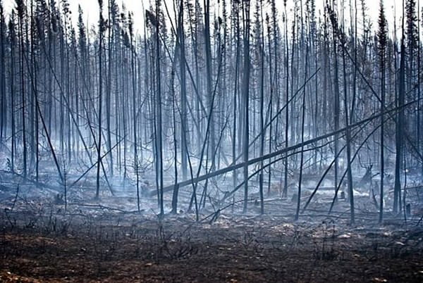 Wildfire Claim