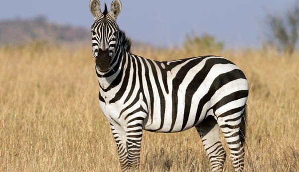 Zebra